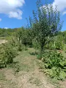 Zala megye - Borsfa