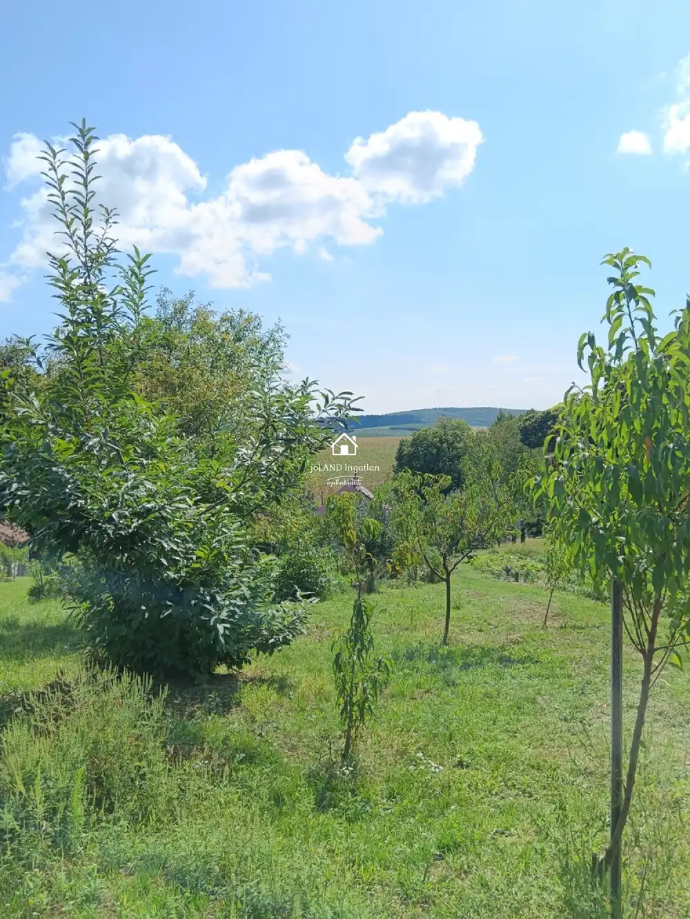 Zala megye - Borsfa