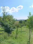 Zala megye - Borsfa