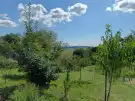 Zala megye - Borsfa