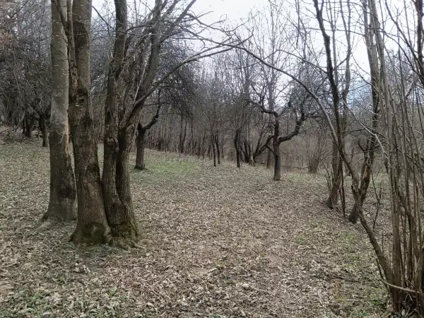 Eladó , Pusztamagyaród 19103 m² 8 M Ft