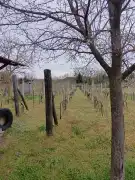 Zala megye - Belezna