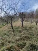 Zala megye - Lenti